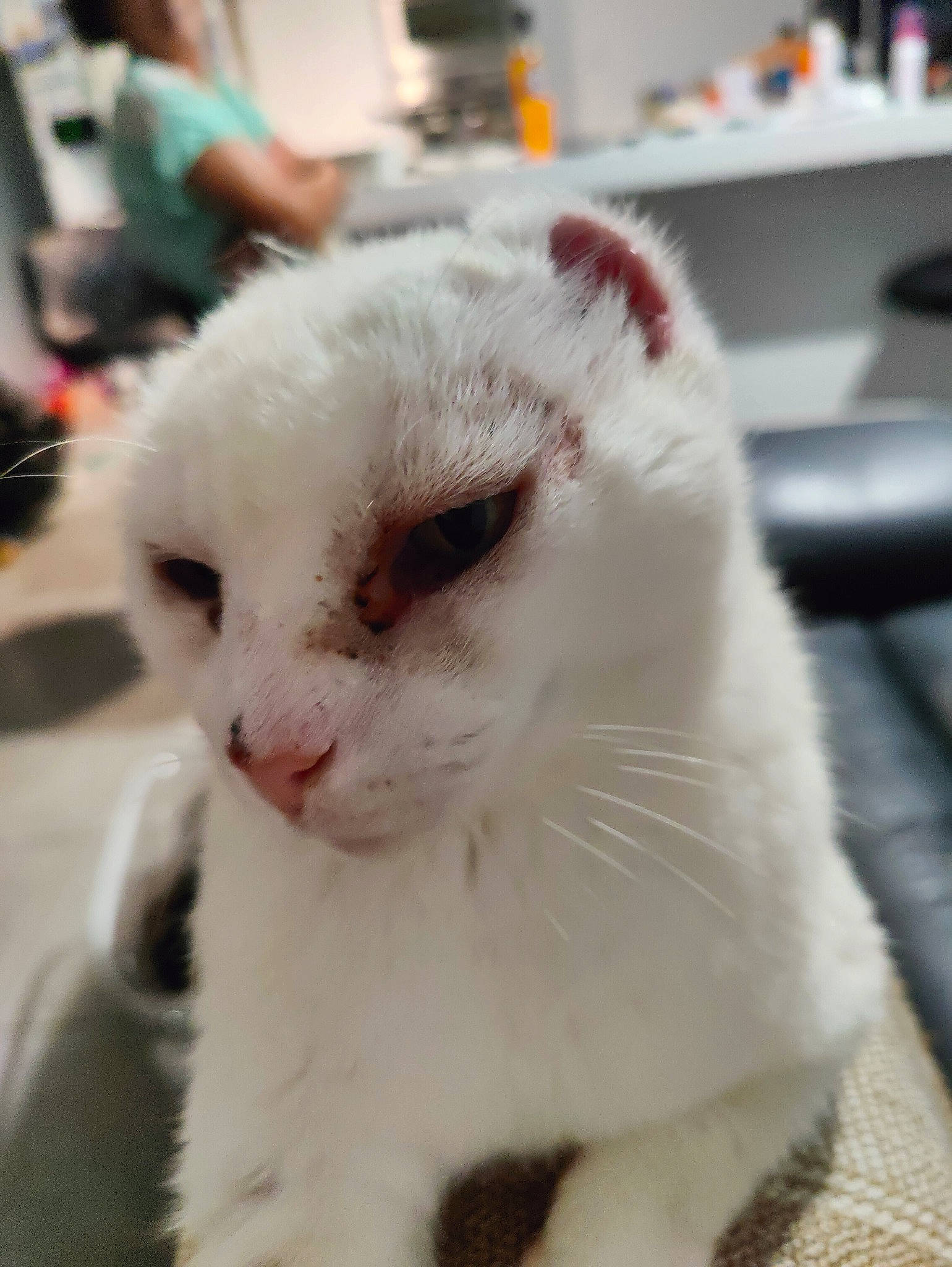 Feufeu participe au concours pour gagner de l'argent avec cette photo : carnivore, cat, claw, computer_keyboard, domestic_short_haired_cat, fawn, felidae, fur, kitchen_appliance, paw, small_to_medium_sized_cats, snout, tableware, terrestrial_animal, whiskers