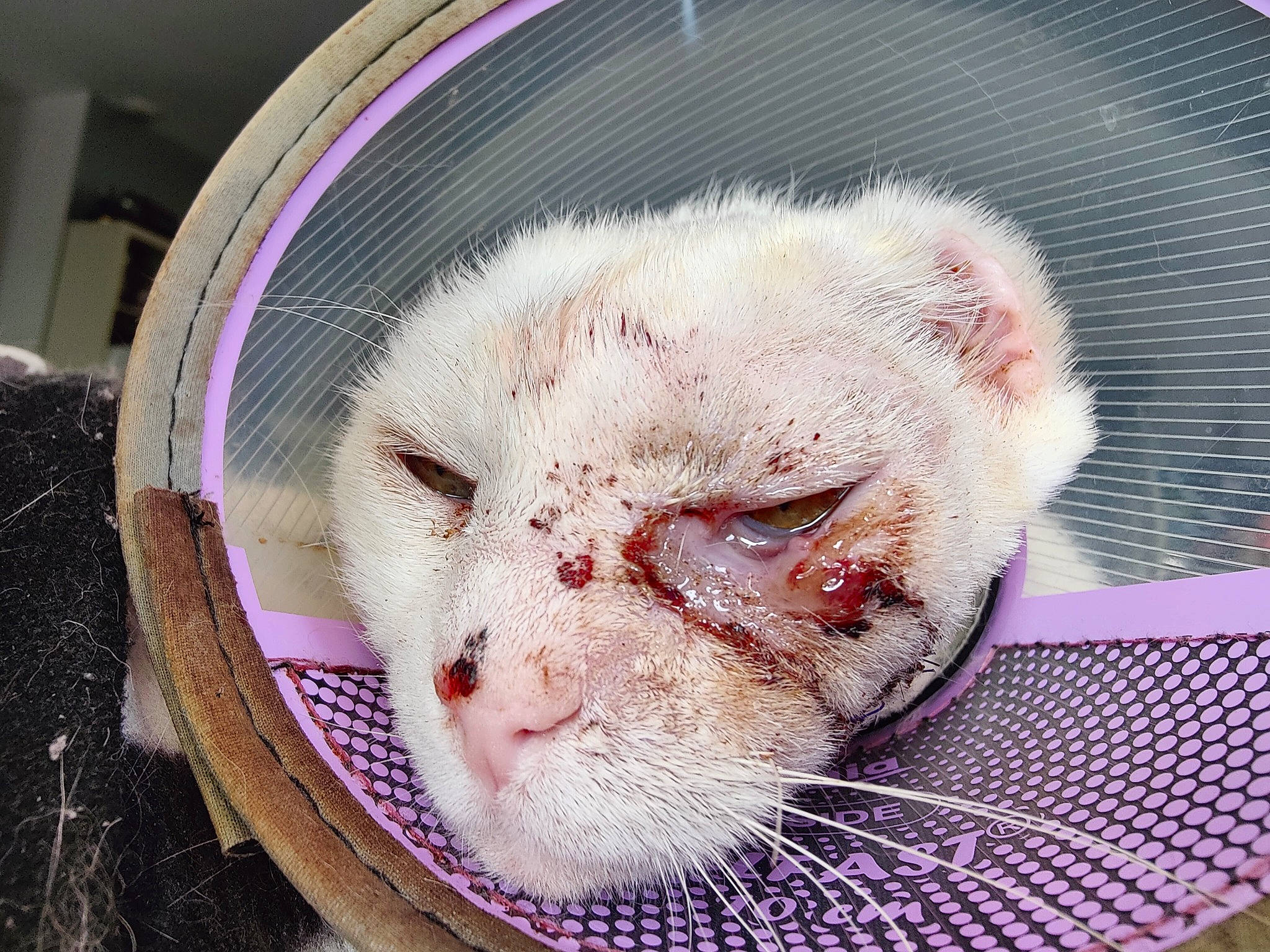 Feufeu a rejoint le concours — aidez-le/la à gagner de superbes lots ! animal_shelter, cage, carnivore, cat, cat_supply, circle, claw, comfort, domestic_short_haired_cat, fang, fawn, felidae, fur, paw, pet_supply, service, small_to_medium_sized_cats, snout, terrestrial_animal, whiskers