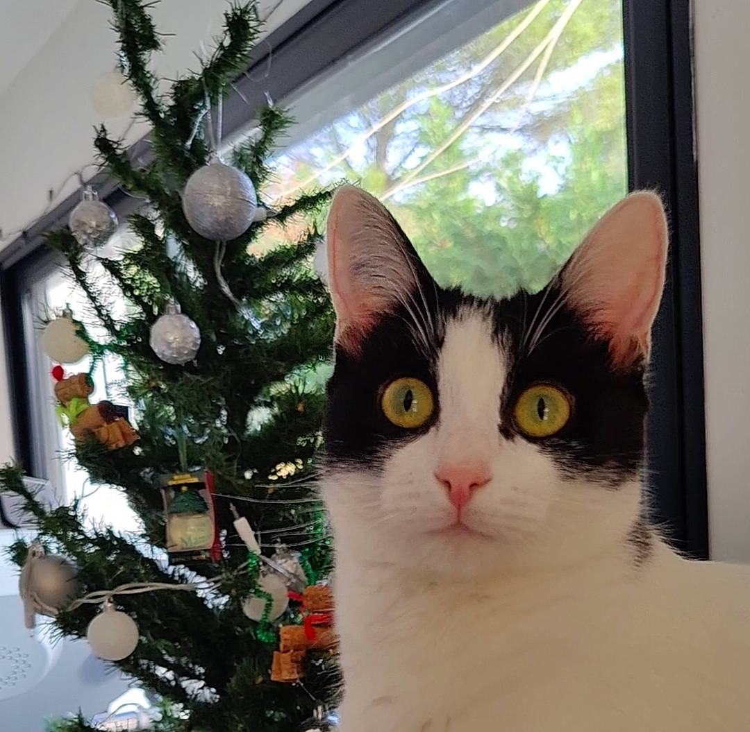 Tagada participe au concours pour gagner de l'argent avec cette photo : carnivore, cat, christmas_ornament, christmas_tree, domestic_short_haired_cat, event, eye, felidae, fixture, fur, head, holiday, holiday_ornament, ornament, plant, small_to_medium_sized_cats, snout, tree, whiskers, window