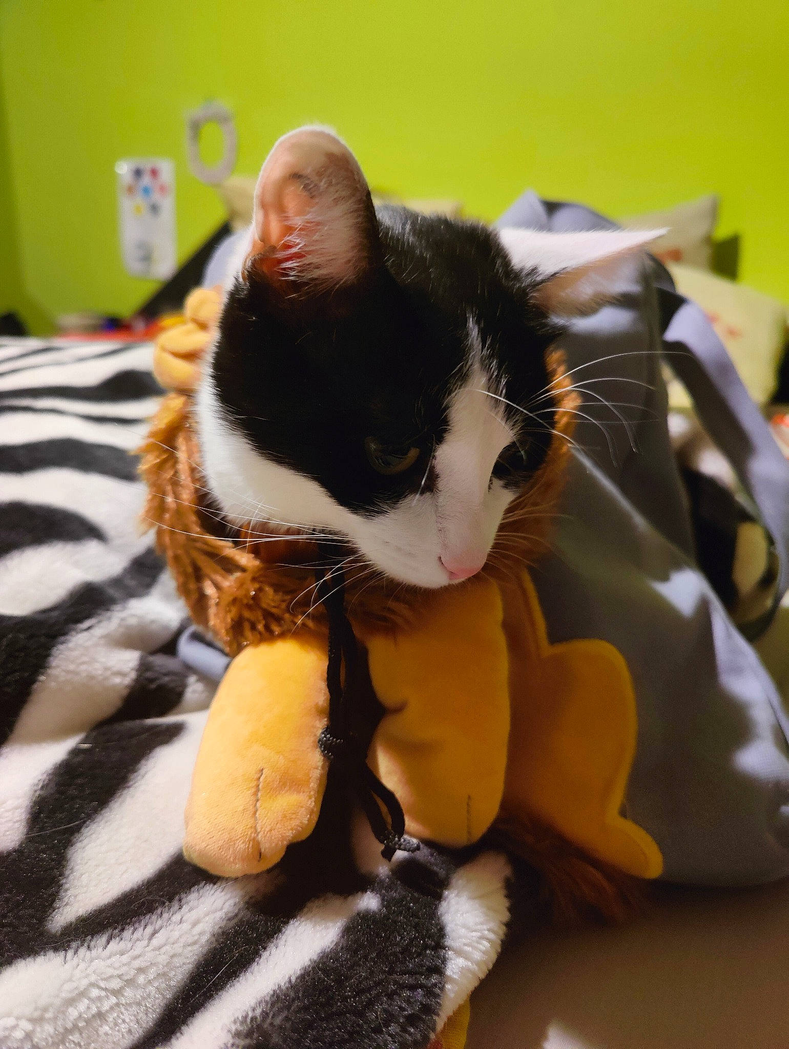 Tagada a rejoint le concours — aidez-le/la à gagner de superbes lots ! carnivore, cat, claw, comfort, companion_dog, domestic_short_haired_cat, felidae, flooring, fur, human_leg, lap, paw, plush, room, small_to_medium_sized_cats, snout, stuffed_toy, tail, terrestrial_animal, whiskers