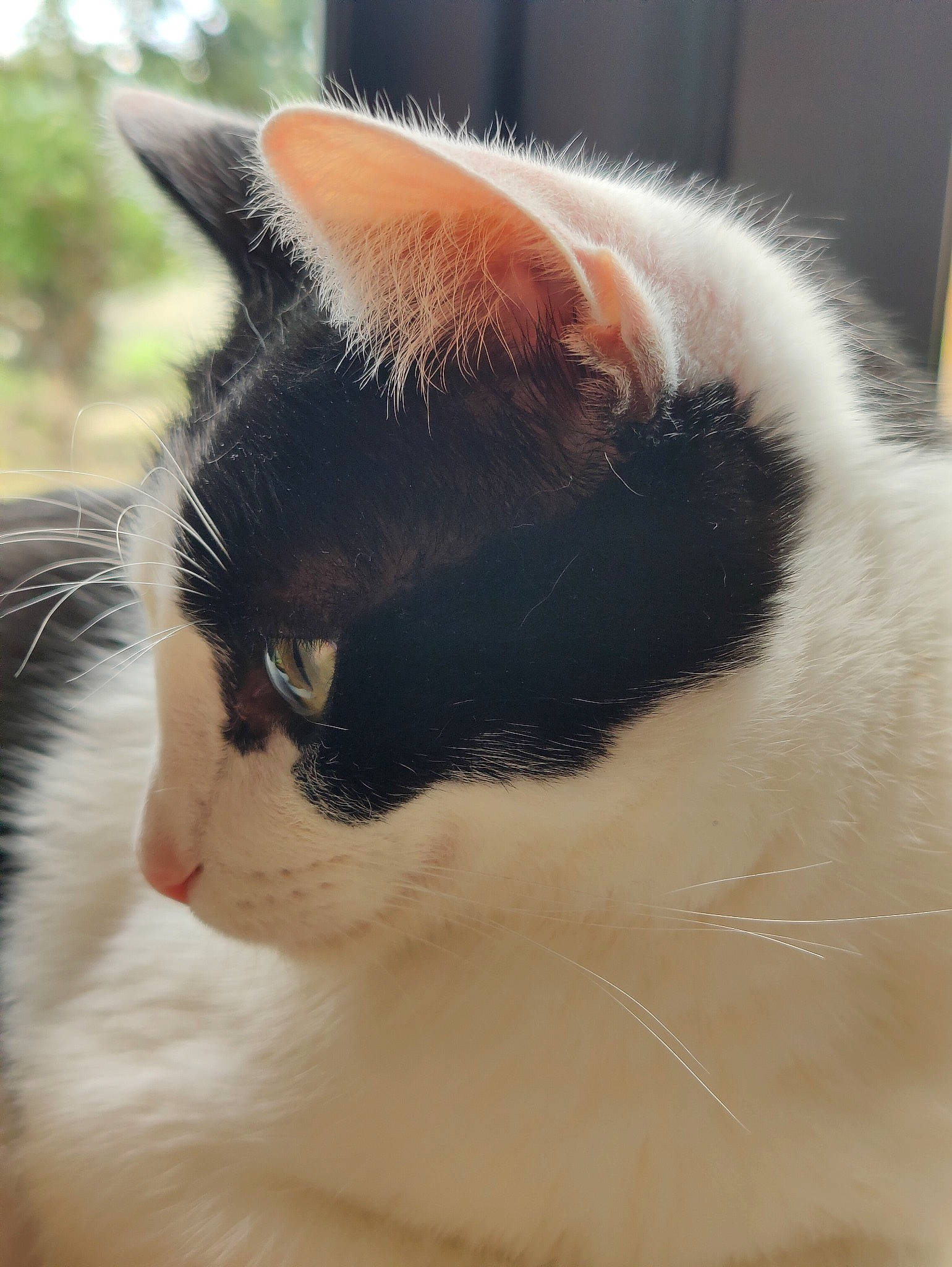 Tagada a rejoint le concours — aidez-le/la à gagner de superbes lots ! carnivore, cat, domestic_short_haired_cat, felidae, fur, grass, plant, small_to_medium_sized_cats, snout, tail, whiskers