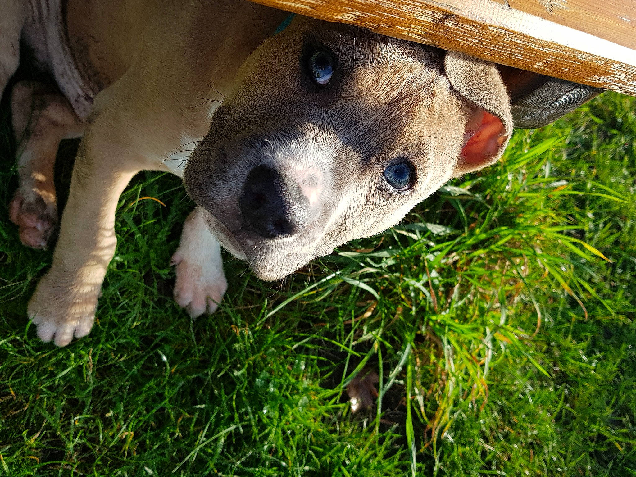 Mirko participe au concours pour gagner de l'argent avec cette photo : canidae, carnivore, collar, companion_dog, dog, dog_breed, fawn, grass, mammal, snout, sporting_group, vertebrate, whiskers, working_animal, working_dog