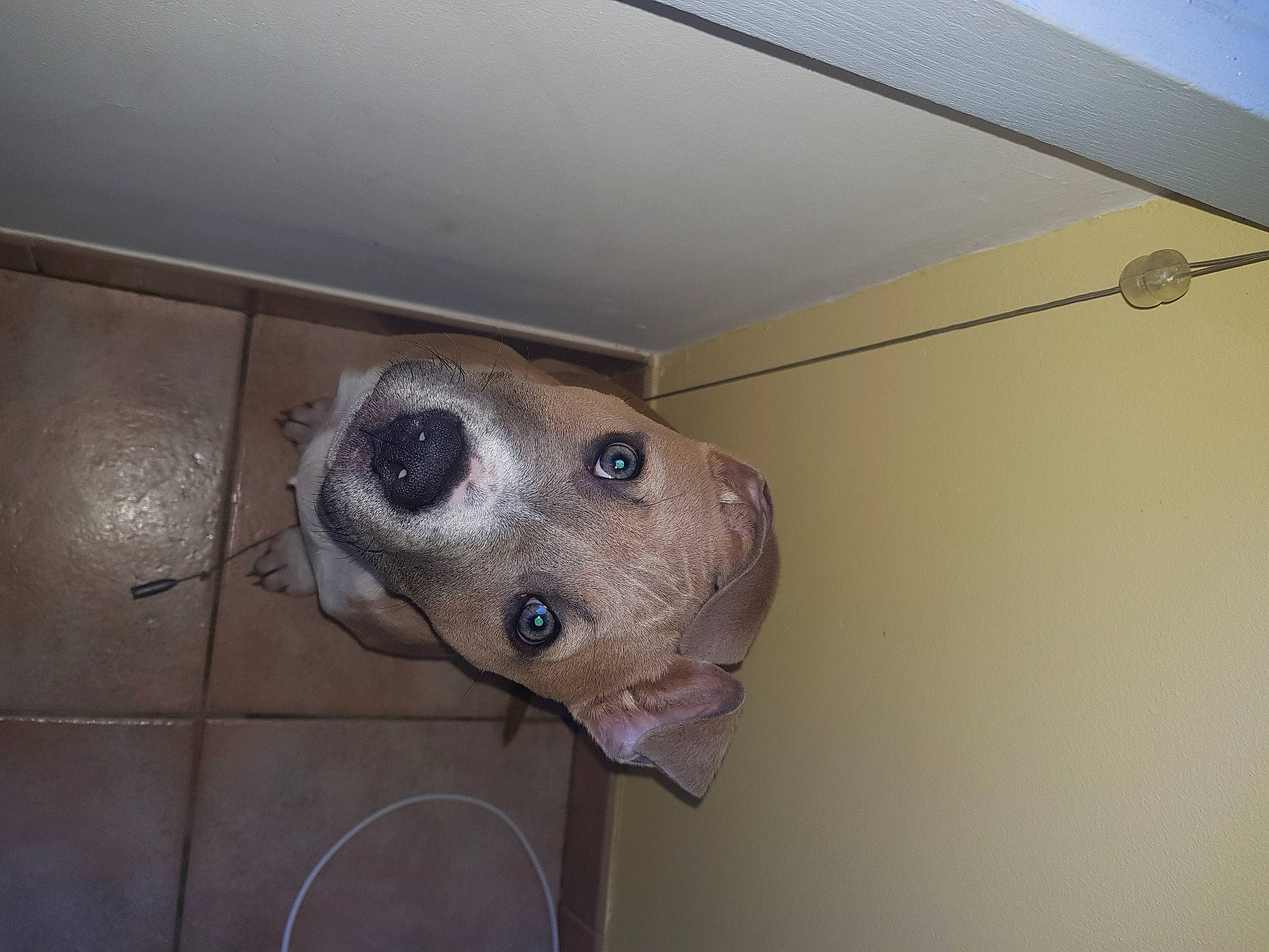 Mirko a rejoint le concours — aidez-le/la à gagner de superbes lots ! canidae, carnivore, ceiling, companion_dog, dog, dog_breed, fawn, liver, metal, pet_supply, snout, sporting_group, tile, tile_flooring, whiskers, working_animal, working_dog