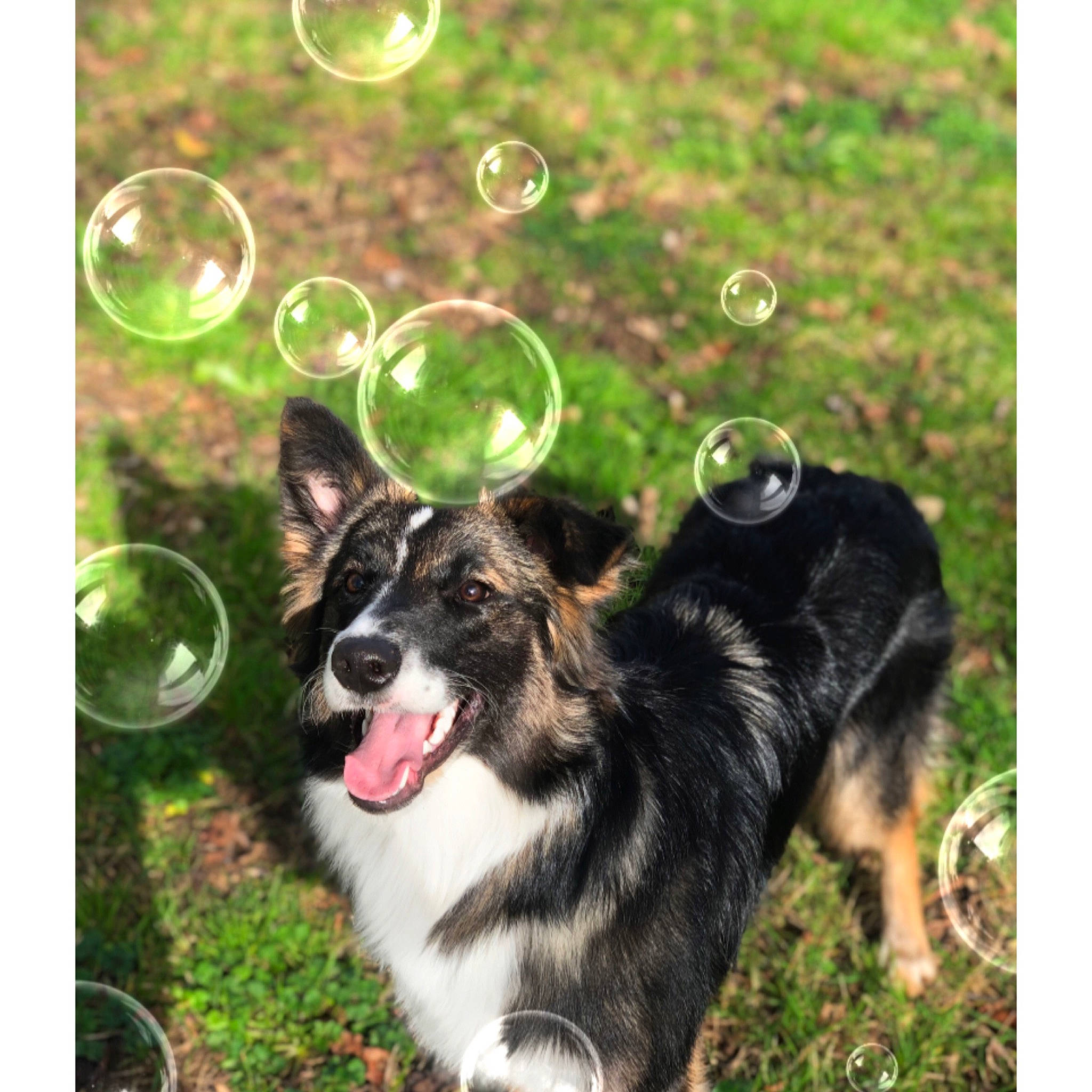 Iska a rejoint le concours — aidez-le/la à gagner de superbes lots ! australian_shepherd, border_collie, canidae, carnivore, dog, dog_breed, herding_dog, mammal, miniature_australian_shepherd, pembroke_welsh_corgi, plant, puppy, rare_breed_dog, vertebrate, working_dog