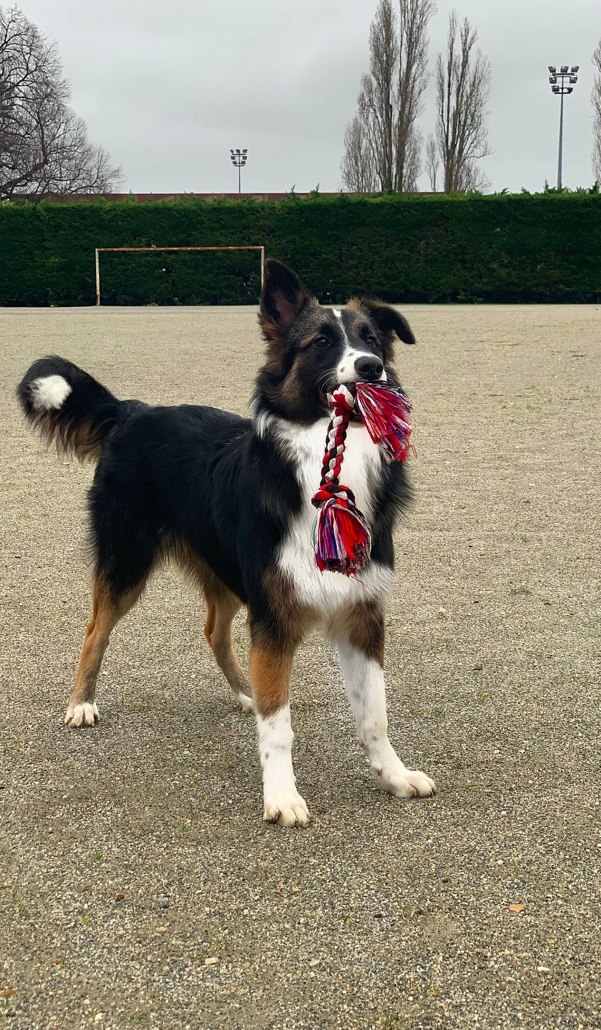 Iska a rejoint le concours — aidez-le/la à gagner de superbes lots ! australian_collie, australian_shepherd, border_collie, canidae, carnivore, companion_dog, dog, dog_breed, english_shepherd, herding_dog, mammal, rare_breed_dog, sporting_group, tail, vertebrate, welsh_sheepdog, working_dog