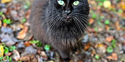 Shade joined the competition — help win amazing prizes! animal, autumn_leaves, background_blur, black_cat, cat, close_up, curious, cute, fall, fur, green_eyes, ground, leaf_litter, mammal, nature, outdoor, pet, tongue_out, whiskers, wildlife
