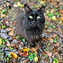 animal, autumn_leaves, background_blur, black_cat, cat, close_up, curious, cute, fall, fur, green_eyes, ground, leaf_litter, mammal, nature, outdoor, pet, tongue_out, whiskers, wildlife