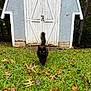 Shade joined the competition — help win amazing prizes! animal, autumn, black_cat, cat, curious, door, fall, fur, grass, greenery, leaves, nature, outdoor, pet, rustic, shed, tree, walking, wood, yard