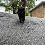 Shade joined the competition — help win amazing prizes! animal, asphalt, black_cat, brick_house, cat, curious, daylight, driveway, fur, greenery, house, leafy_tree, mammal, nature, outdoor, pet, sidewalk, tail_up, tree, walking