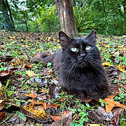Shade is registered to the contest to win money with this photo: animal, autumn, black_cat, cat, closeup, daylight, forest, fur, grass, green_eyes, ground, leaves, mammal, nature, outdoor, plant, relaxing, tree, whiskers, wildlife