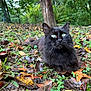 animal, autumn, black_cat, cat, closeup, daylight, forest, fur, grass, green_eyes, ground, leaves, mammal, nature, outdoor, plant, relaxing, tree, whiskers, wildlife