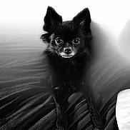 Mochei is registered to the contest to win money with this photo: animal, black_and_white, black_dog, blanket, cute, dog, ears, eyes, fur, fur_texture, indoor, looking_at_camera, nose, pet, portrait, sitting, small_dog, soft_focus, texture, whiskers