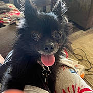Mochei joined the competition — help win amazing prizes! dog, black_dog, small_dog, tongue_out, happy, pet, indoor, blanket, furniture, living_room, ears, collar, closeup, animal, cute, fur, companion, domestic_animal, face, sitting