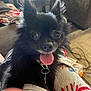 dog, black_dog, small_dog, tongue_out, happy, pet, indoor, blanket, furniture, living_room, ears, collar, closeup, animal, cute, fur, companion, domestic_animal, face, sitting