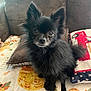 animal, autumn, black_dog, blanket, companion, couch, cozy, cute, dog, ears, eyes, face, fluffy, fur, home, indoors, pet, pillow, sitting, small_dog