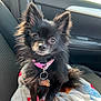 dog, black_dog, small_dog, pet, car_interior, blanket, collar, tag, window, sunlight, seat, fur, ears, cute, animal, domestic_animal, portrait, sitting, indoors, looking