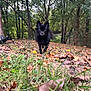 animal, autumn, black_dog, canine, cute, daytime, dog, fall, forest, furry, grass, leaves, nature, outdoor, park, pet, small_dog, trees, walking, woods
