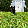 dog, black_dog, grass, lawn, shed, outdoor, nature, greenery, small_dog, fur, trees, wooden_shed, pet, animal, canine, daylight, garden, yard, playful, curious