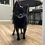 animal, black_dog, canine, chair, curious, dog, domestic, ears, floor, flooring, furniture, house, indoor, pet, room, small_dog, snack, standing, table, wooden_floor