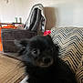 animal, black_dog, blanket, blur, carpet, chair, couch, cozy, dog, floor, furniture, home, indoor, living_room, patterned_cushion, pet, relaxing, small_dog, wall_art, wood_floor