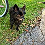 dog, black_dog, grass, pavement, bicycle_wheel, outdoor, pet, animal, nature, cracked_asphalt, leaf, small_dog, curious, sunlight, sidewalk, daylight, fur, ears, standing, closeup