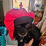 dog, black_dog, indoor, pet, red_bonnet, person_holding_dog, child, blurred_background, household_items, laundry_basket, carpet, furniture, casual, portrait, animal, cute, domestic, close_up, cozy, living_room