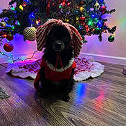 Mochei is registered to the contest to win money with this photo: black_dog, celebration, christmas_tree, costume, cute, decorations, dog, festive, floor, holiday, holiday_decor, indoors, lights, ornaments, pet, red_outfit, seasonal, small_dog, white_trim, wood_floor