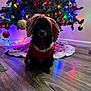 black_dog, celebration, christmas_tree, costume, cute, decorations, dog, festive, floor, holiday, holiday_decor, indoors, lights, ornaments, pet, red_outfit, seasonal, small_dog, white_trim, wood_floor