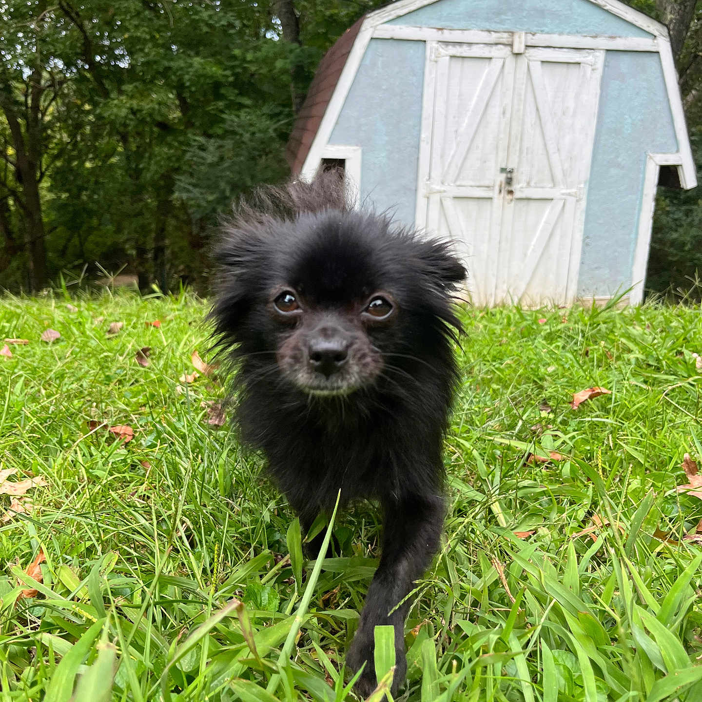 Mochei is registered to the contest to win money with this photo: animal, black_dog, canine, close_up, daylight, dog, flora, fur, grass, greenery, leaf, nature, outdoor, pet, rustic, shed, small_dog, trees, walking, yard