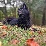 animal, autumn_leaves, black_dog, blurred_background, canine, closeup, daylight, dog, forest, fur, grass, leaf, lying_down, mammal, nature, outdoor, peaceful, pet, portrait, relaxed