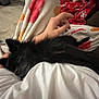 dog, black_dog, sleeping, lap, hand, blanket, white_shirt, indoor, cozy, relaxing, fur, pet, resting, comfort, home, person, animal, soft, cute, nap