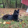 animal, autumn_leaves, black_dog, calm, canine, dog, fall, fur, grass, leaf_litter, nature, outdoor, pet, quiet, red_building, resting, side_view, sunlight, trees, yard