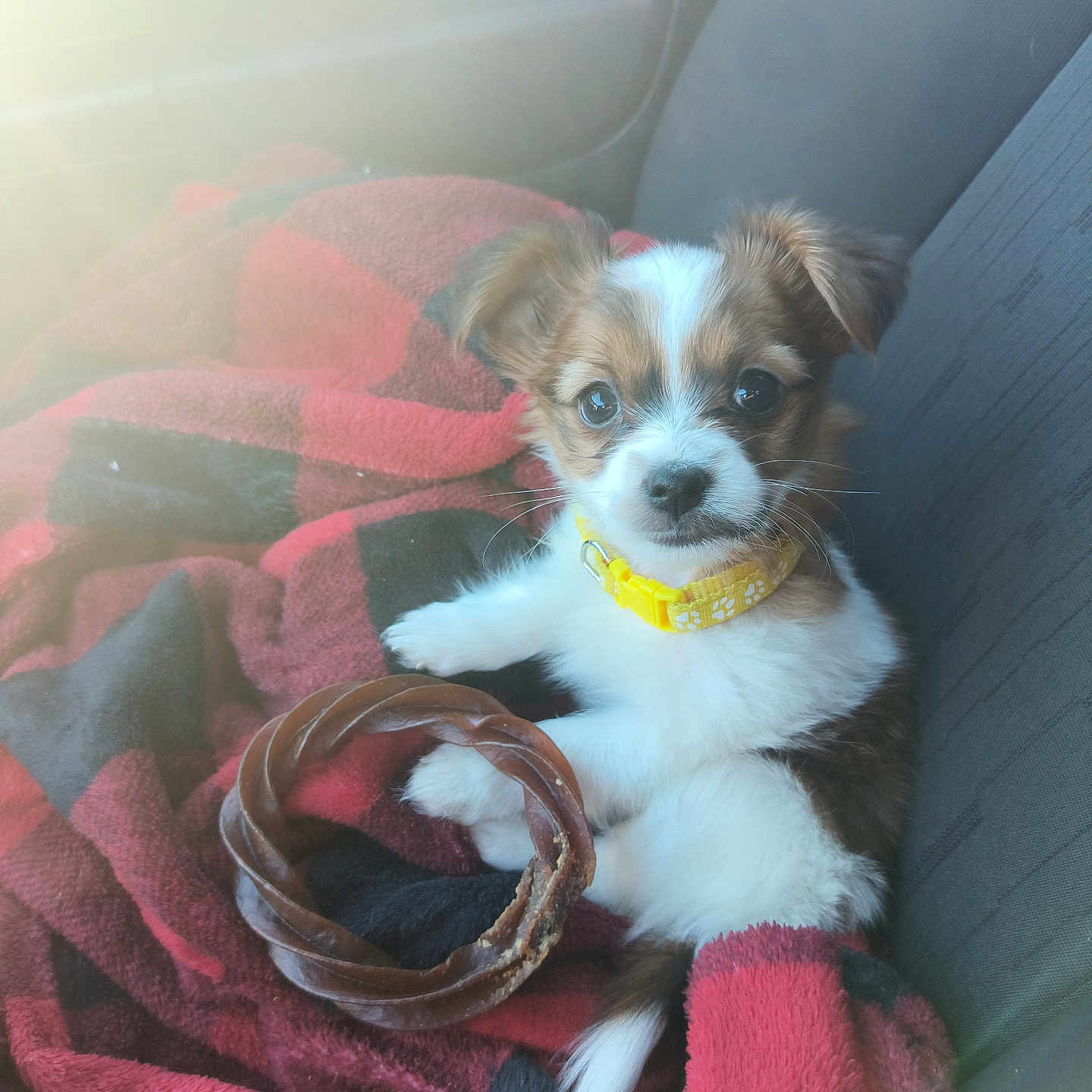 Bella