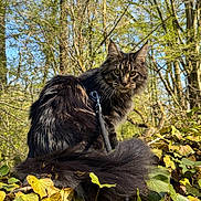 Ymir participe au concours pour gagner de l'argent avec cette photo : animal, cat, close_up, curious, daytime, feline, fluffy, forest, greenery, harness, leash, leaves, mammal, nature, outdoor, pet, sunlight, tree, wildlife, yellow_eyes