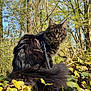 animal, cat, close_up, curious, daytime, feline, fluffy, forest, greenery, harness, leash, leaves, mammal, nature, outdoor, pet, sunlight, tree, wildlife, yellow_eyes
