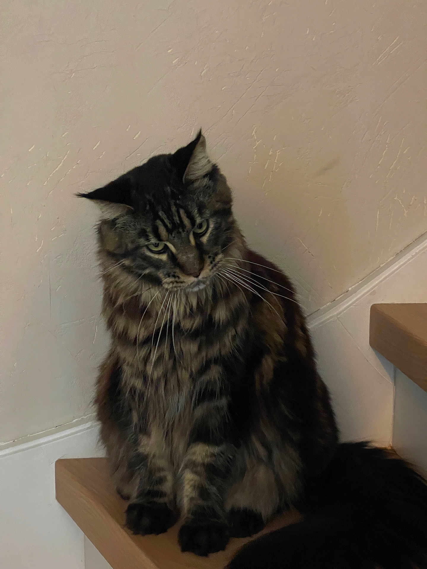 Ymir a rejoint le concours — aidez-le/la à gagner de superbes lots ! cat, tabby, fur, whiskers, ears, stairs, wood, indoor, pet, animal, mammal, texture, curious, sitting, feline, house, domestic, portrait, brown, black