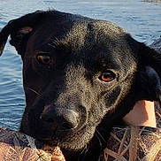 Lambeau is registered to the contest to win money with this photo: dog, black_dog, close_up, outdoor, water, lake, reeds, trees, animal, pet, portrait, nature, camouflage_clothing, person, resting, brown_eyes, sunlight, calm, serene, face
