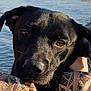 dog, black_dog, close_up, outdoor, water, lake, reeds, trees, animal, pet, portrait, nature, camouflage_clothing, person, resting, brown_eyes, sunlight, calm, serene, face