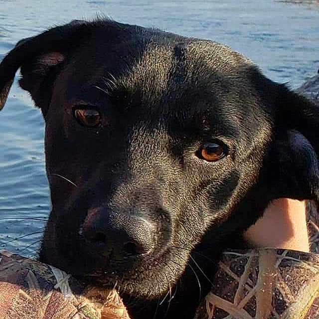 Lambeau is registered to the contest to win money with this photo: animal, black_dog, brown_eyes, calm, camouflage_clothing, close_up, dog, face, lake, nature, outdoor, person, pet, portrait, reeds, resting, serene, sunlight, trees, water