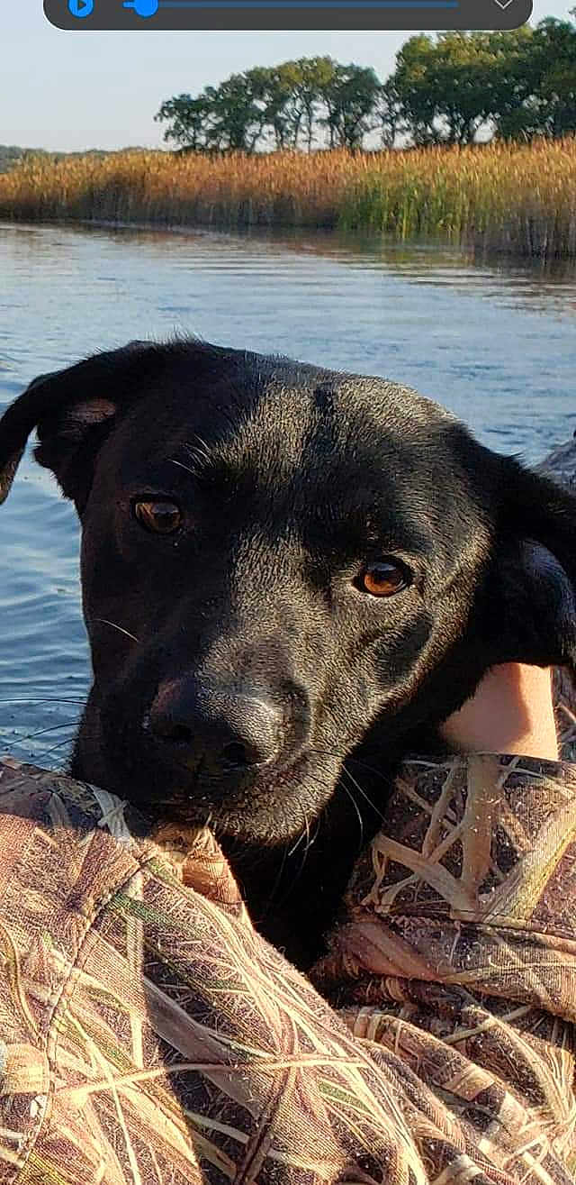 Lambeau is registered to the contest to win money with this photo: dog, black_dog, close_up, outdoor, water, lake, reeds, trees, animal, pet, portrait, nature, camouflage_clothing, person, resting, brown_eyes, sunlight, calm, serene, face