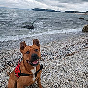 Ripper participe au concours pour gagner de l'argent avec cette photo : animal, beach, canine, cloudy_sky, coastline, dog, ears_up, happy, harness, nature, outdoor, pebbles, rock, sea, shore, sitting, smiling, tongue_out, water, waves