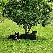 Endy participe au concours pour gagner de l'argent avec cette photo : dog, tree, grass, outdoor, pet, animal, canine, nature, greenery, relaxing, sunlight, park, mammal, two_dogs, resting, summer, daytime, leaves, fence, happy