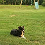 Endy participe au concours pour gagner de l'argent avec cette photo : dog, grass, outdoor, playground, swing, slide, tree, pet, animal, nature, recreation, lawn, canine, relaxing, park, summer, daylight, greenery, fence, yard
