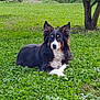 animal, border_collie, canine, daylight, dog, ears, fur, grass, greenery, lawn, looking, lying_down, mammal, nature, outdoor, park, pet, relaxed, tree, tricolor
