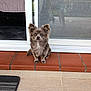 Mango participe au concours pour gagner de l'argent avec cette photo : dog, small_dog, pet, sitting, ears, fur, brown_fur, brick_step, door, screen_door, floor, tile_floor, indoor, outdoor, mat, looking, animal, cute, companion, portrait