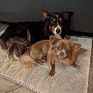 Mango participe au concours pour gagner de l'argent avec cette photo : dog, pet, indoor, floor, mat, brown_dog, black_dog, fur, cute, animal, canine, companion, resting, looking, ears, tail, eyes, home, cozy, relaxing