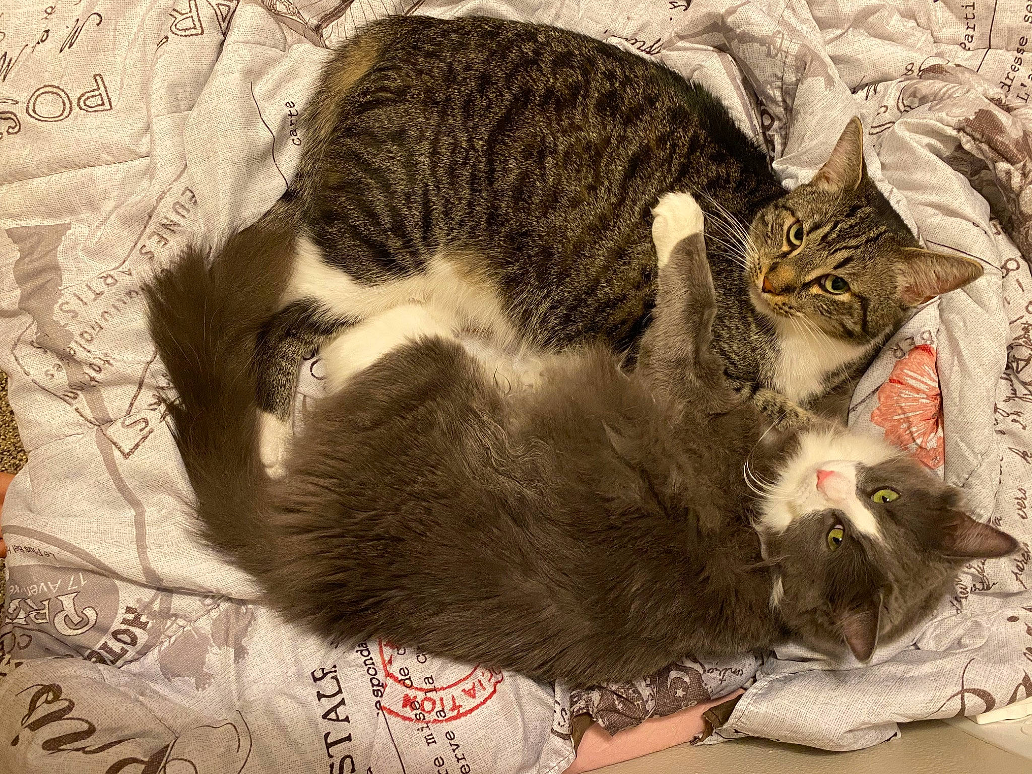 Kimi is registered to the contest to win money with this photo: animal_shelter, art, carnivore, cat, claw, comfort, domestic_short_haired_cat, felidae, fur, nap, paw, sleep, small_to_medium_sized_cats, snout, tail, whiskers