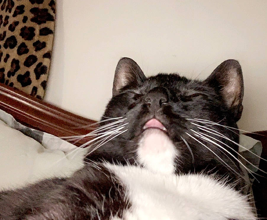 Ham is registered to the contest to win money with this photo: american_shorthair, asian, black_and_white, carnivore, cat, domestic_short_haired_cat, ear, facial_expression, felidae, fur, kitten, mammal, mouth, norwegian_forest_cat, small_to_medium_sized_cats, snout, whiskers