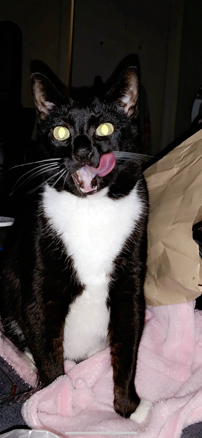 Ham is registered to the contest to win money with this photo: american_wirehair, asian, black_cat, carnivore, cat, domestic_short_haired_cat, ear, european_shorthair, eye, facial_expression, felidae, fur, german_rex, kitten, mammal, polydactyl_cat, small_to_medium_sized_cats, snout, tail, whiskers