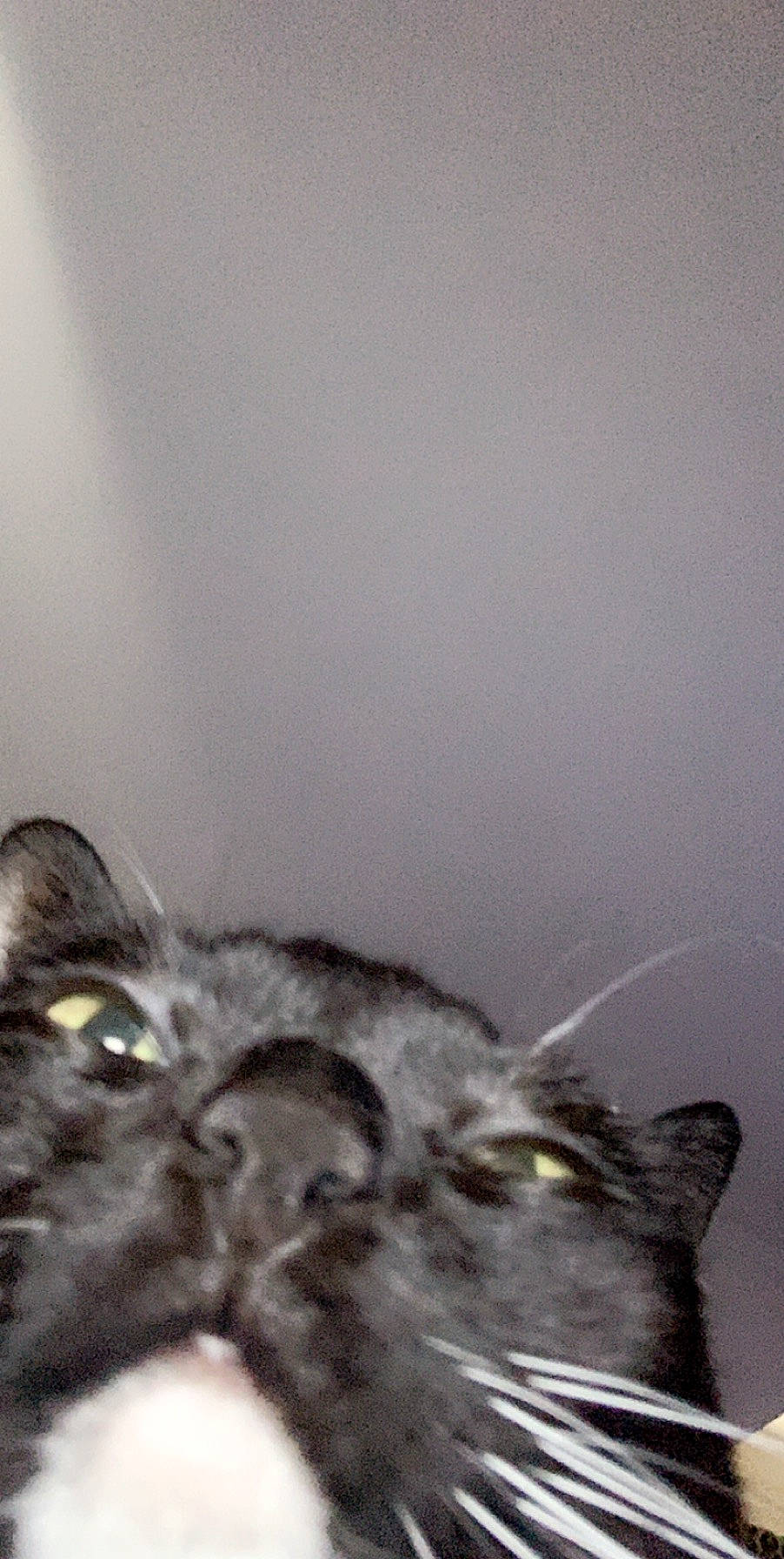 Ham is registered to the contest to win money with this photo: american_shorthair, asian, black_cat, british_shorthair, carnivore, cat, domestic_short_haired_cat, ear, european_shorthair, eye, felidae, fur, kitten, mammal, nebelung, small_to_medium_sized_cats, snout, tabby_cat, whiskers